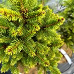 Smrek obyčajný (Picea abies) ´WILLS ZWERG´ - výška 60-90 cm, kont. C7,5L - NA KMIENKU